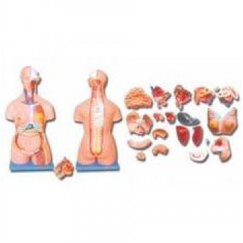 ADVANCE MODEL OF HUMAN TORSO (UNI-SEX) 85CMS TALL (40 PARTS) SOFT ORGANS